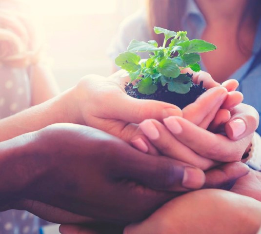 Planta en las manos