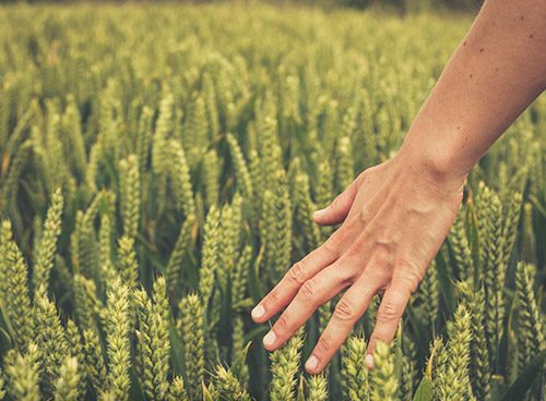 Mano sobre el trigo