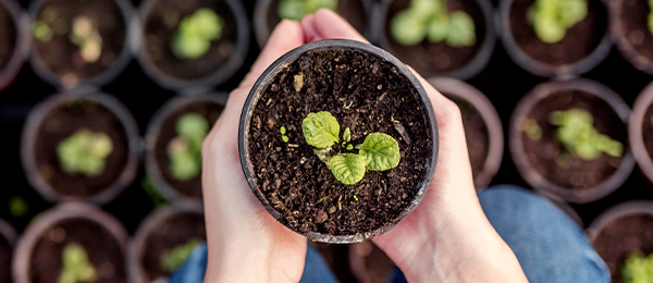 Plantita creciendo en una maceta sostenida por dos manos.